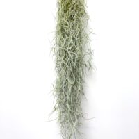 Spanish Moss Air Plant Tillandsia usneoides hanging with long trailing silver-green foliage on a white background.