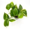Epipremnum aureum Devil’s Ivy Golden Pothos with green and yellow variegated leaves in nursery pot