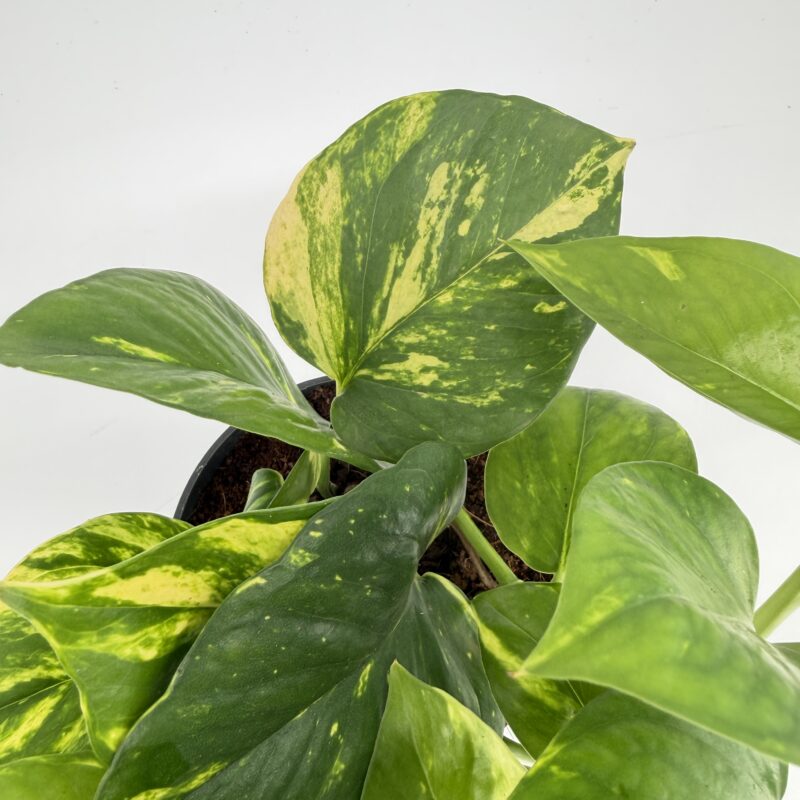 Epipremnum Aureum Devil’s Ivy Golden Pothos Close up of Golden Pothos leaves showing yellow variegation on glossy green foliage