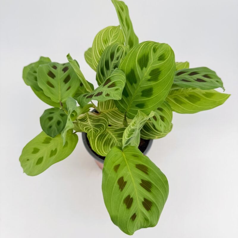 Maranta Light Veins Prayer Plant Maranta Light Veins Prayer Plant