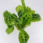 Maranta Light Veins Prayer Plant