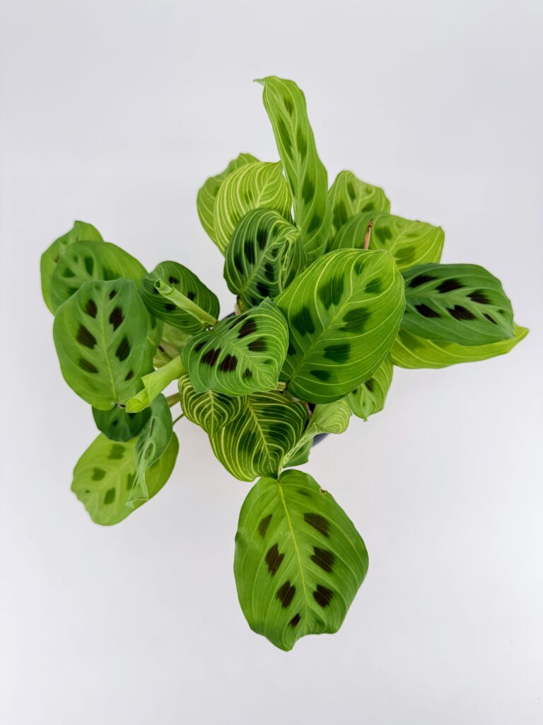 Close up of Maranta Light Veins leaves showing pale veins and dark green markings