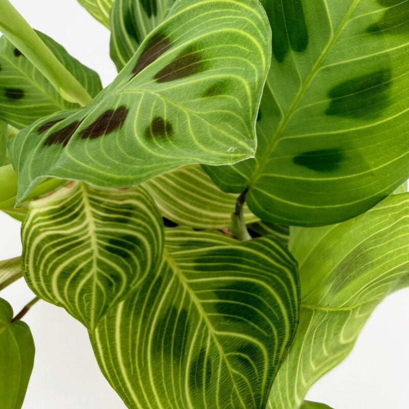 Maranta Light Veins Prayer Plant Close up of Maranta Light Veins Prayer Plant leaves with bold oval markings and fine veining