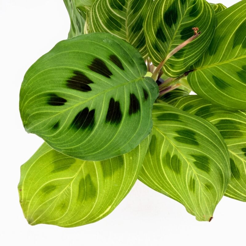 Maranta Light Veins Prayer Plant Side view of Maranta Light Veins Prayer Plant in nursery pot with full green foliage