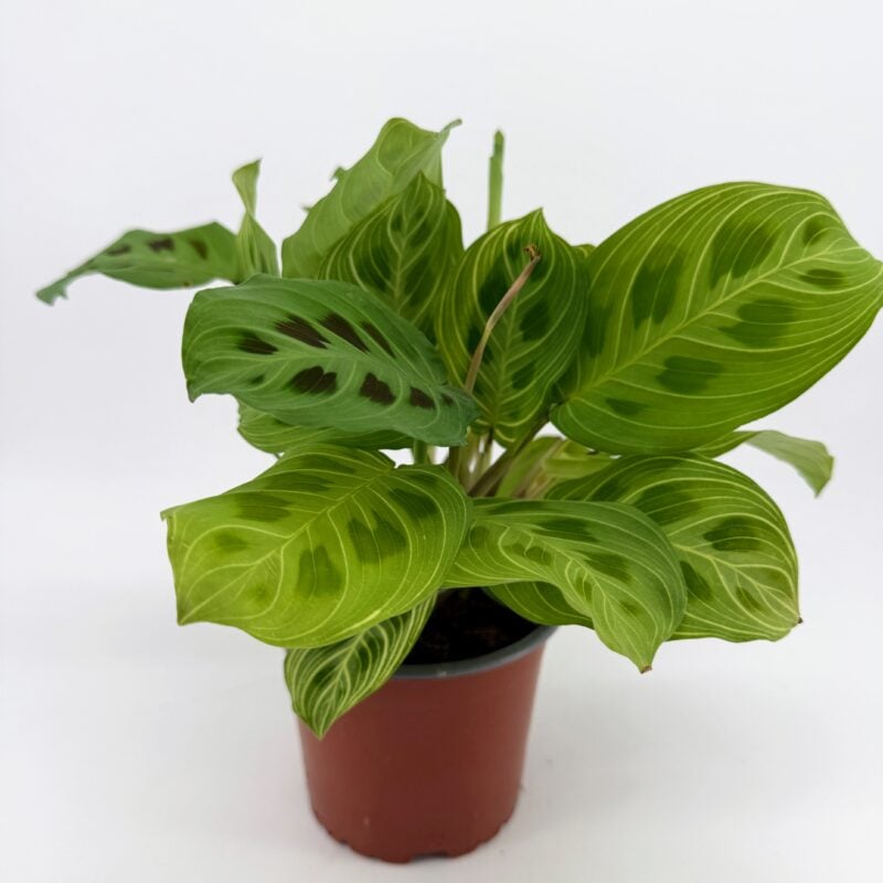 Maranta Light Veins Prayer Plant Side view of Maranta Light Veins Prayer Plant in nursery pot with full green foliage