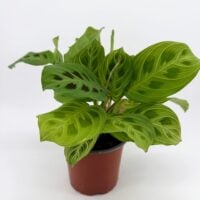 Side view of Maranta Light Veins Prayer Plant in nursery pot with full green foliage