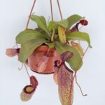Nepenthes Sam Monkey Jar Pitcher Carnivorous Plant