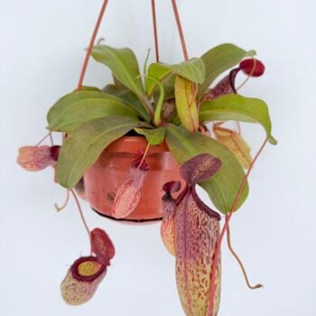 Nepenthes Sam Monkey Jar Pitcher Plant in a hanging pot with colourful red and yellow pitchers