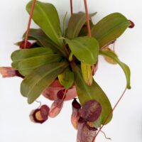 Top view of Nepenthes Sam Monkey Jar Pitcher Plant showing green leaves and hanging carnivorous pitchers