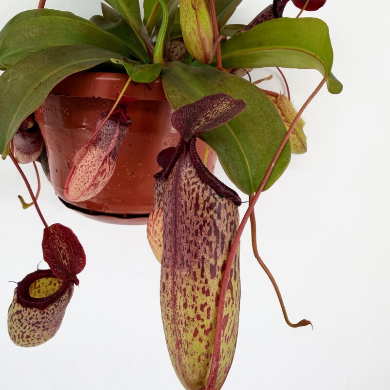 Nepenthes Sam Monkey Jar Pitcher Carnivorous Plant Close-up of Nepenthes Sam carnivorous pitcher plant with large speckled red and yellow pitcher