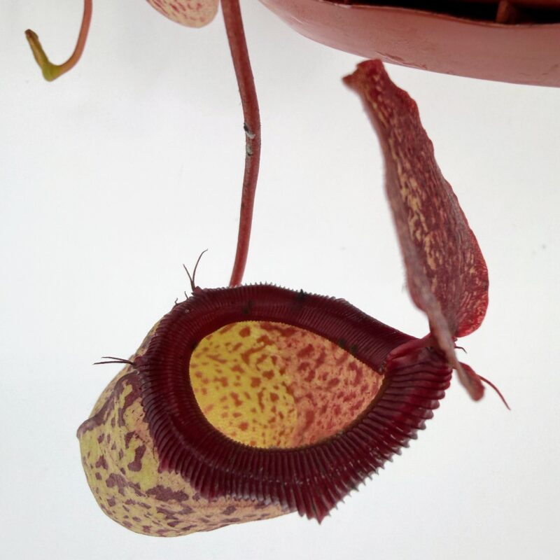 Nepenthes Sam Monkey Jar Pitcher Carnivorous Plant Detailed close-up of open Nepenthes Sam pitcher with deep red rim and speckled yellow interior