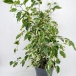 Ficus Benjamina Variegated Weeping Fig Plant