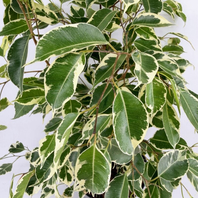 Shop Ficus Benjamina Variegated Weeping Fig, an elegant indoor tree with glossy green and cream leaves. A beautiful statement houseplant. Ficus Benjamina Ansastasia Weeping Fig Plant – 19cm/H60-70cm