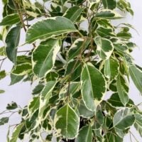 Ficus Benjamina Ansastasia Weeping Fig Plant – 19cm/H60-70cm