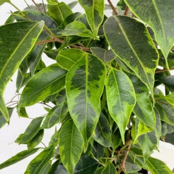 Close up of Ficus Benjamina Anastasia Weeping Fig leaves showing glossy green foliage with lime variegation