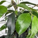 Ficus Benjamina Weeping Fig Plant