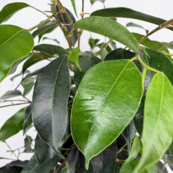 Close up of Ficus Benjamina Variegated Weeping Fig leaves showing glossy green foliage with cream variegation