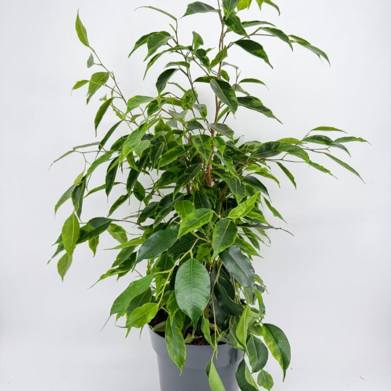 Ficus Benjamina Anastasia Weeping Fig Plant icus Benjamina Anastasia Weeping Fig Plant with glossy green and lime variegated leaves in nursery pot