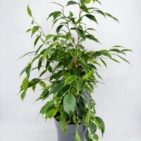 icus Benjamina Anastasia Weeping Fig Plant with glossy green and lime variegated leaves in nursery pot
