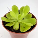 Carnivorous Butterwort Pinguicula Agnata Houseplant