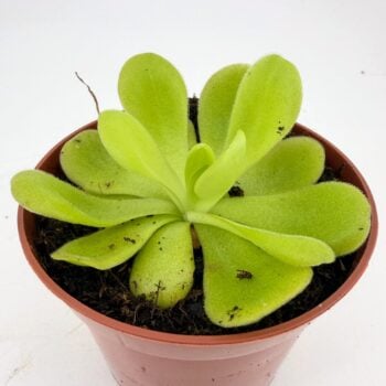 Carnivorous Butterwort Pinguicula Agnata houseplant with pale green sticky leaves in a nursery pot