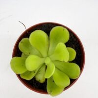 Close-up of Butterwort Pinguicula Agnata houseplant showing its smooth sticky leaves