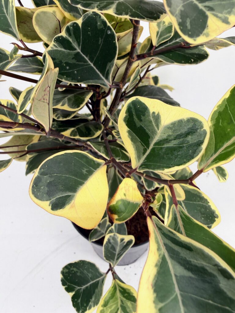 Close-up of Sweetheart Ficus variegated heart-shaped leaves