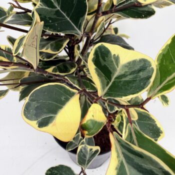 Close-up of Sweetheart Ficus variegated heart-shaped leaves