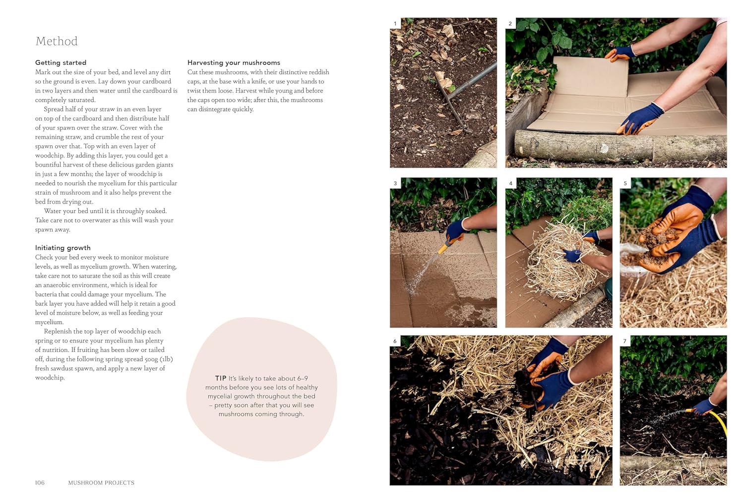 Project Mushroom fungi projects and colour photography