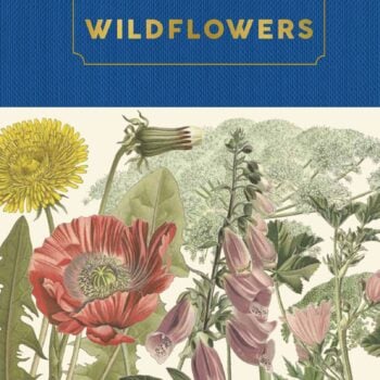 Vintage botanical illustration of colourful speedwell, yellow rattle, lousewort and eyebright wildflowers.