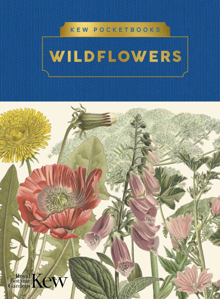Vintage botanical illustration of colourful speedwell, yellow rattle, lousewort and eyebright wildflowers.