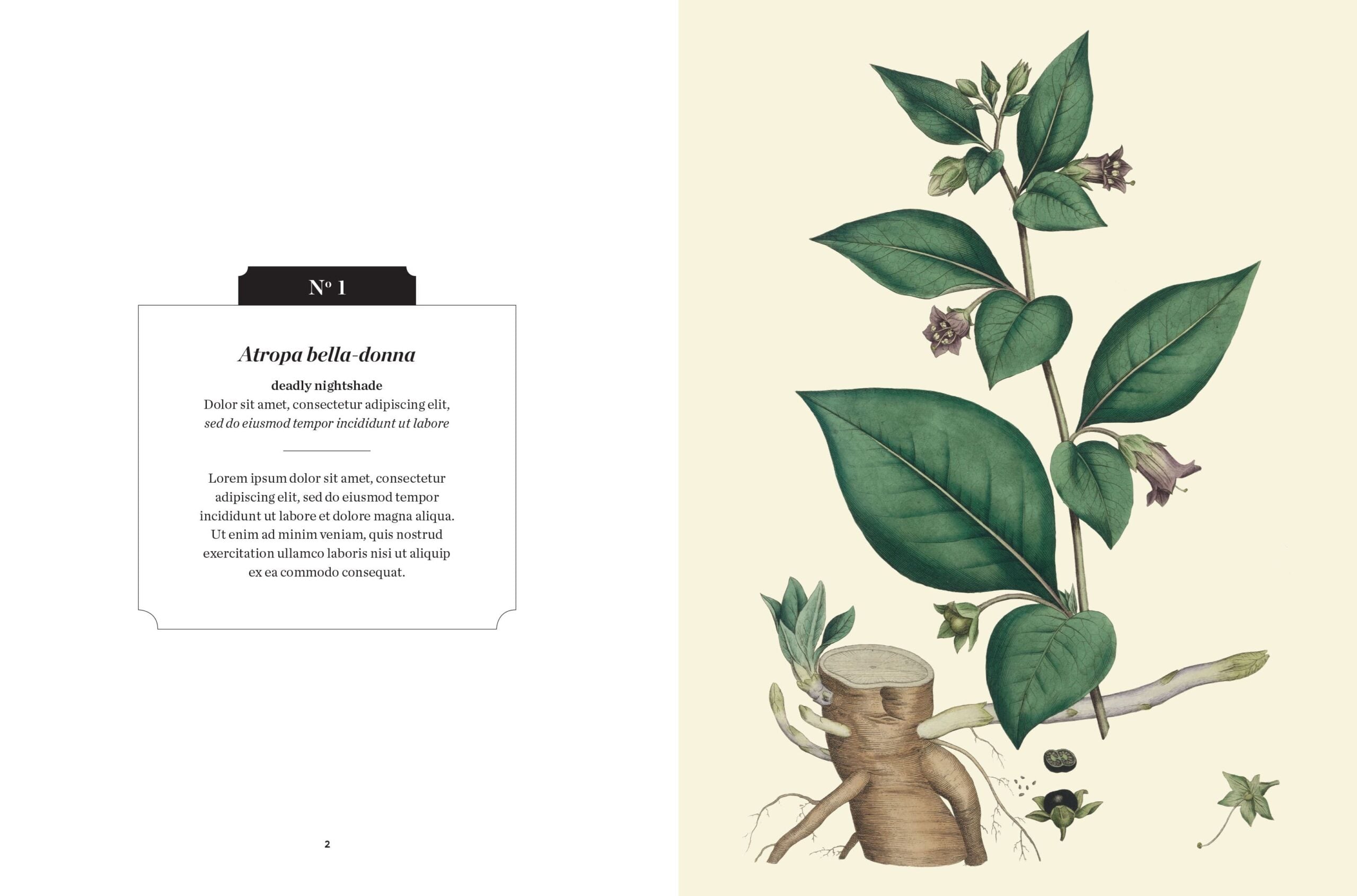 Botanical illustration of deadly nightshade inside the Poisonous Plants Kew Pocketbook.