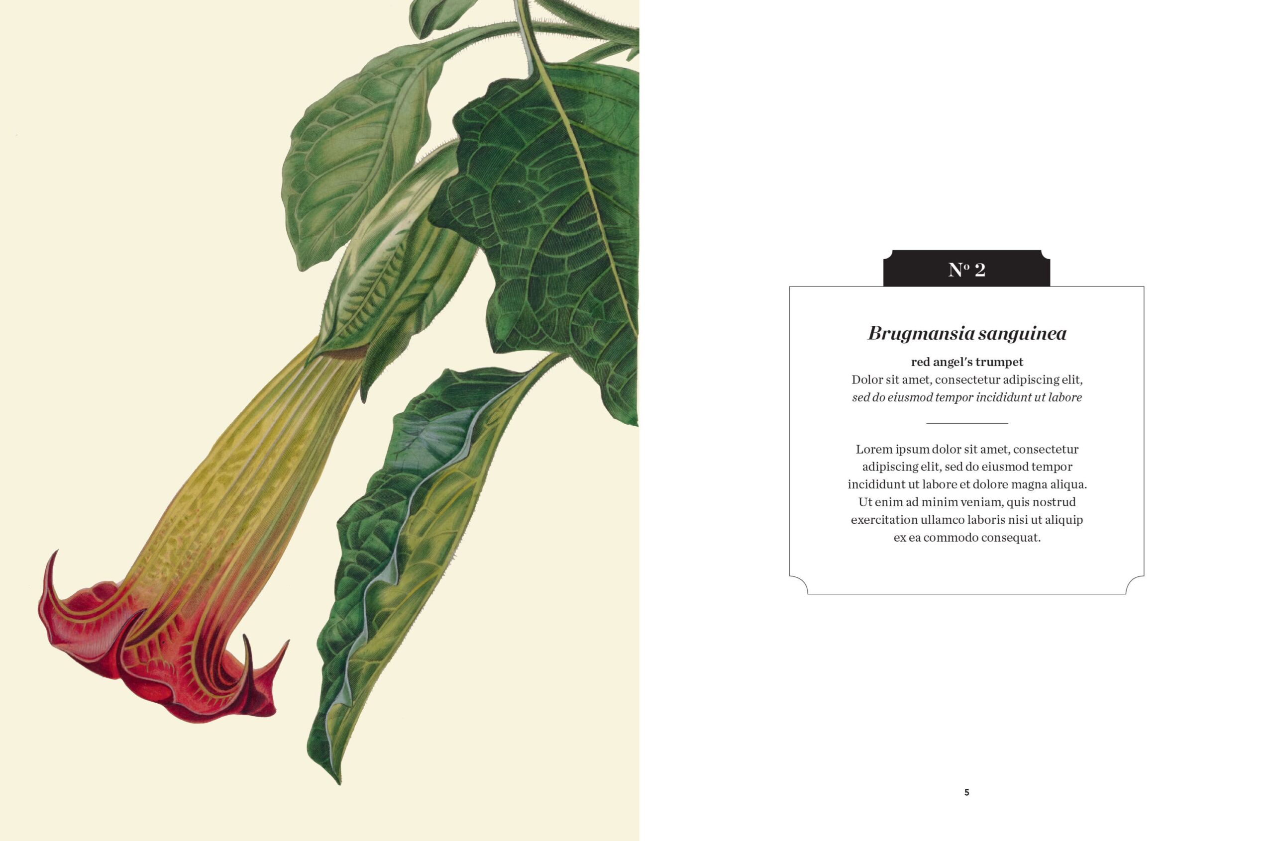 Botanical illustration of red angel’s trumpet in the Poisonous Plants book from Kew.