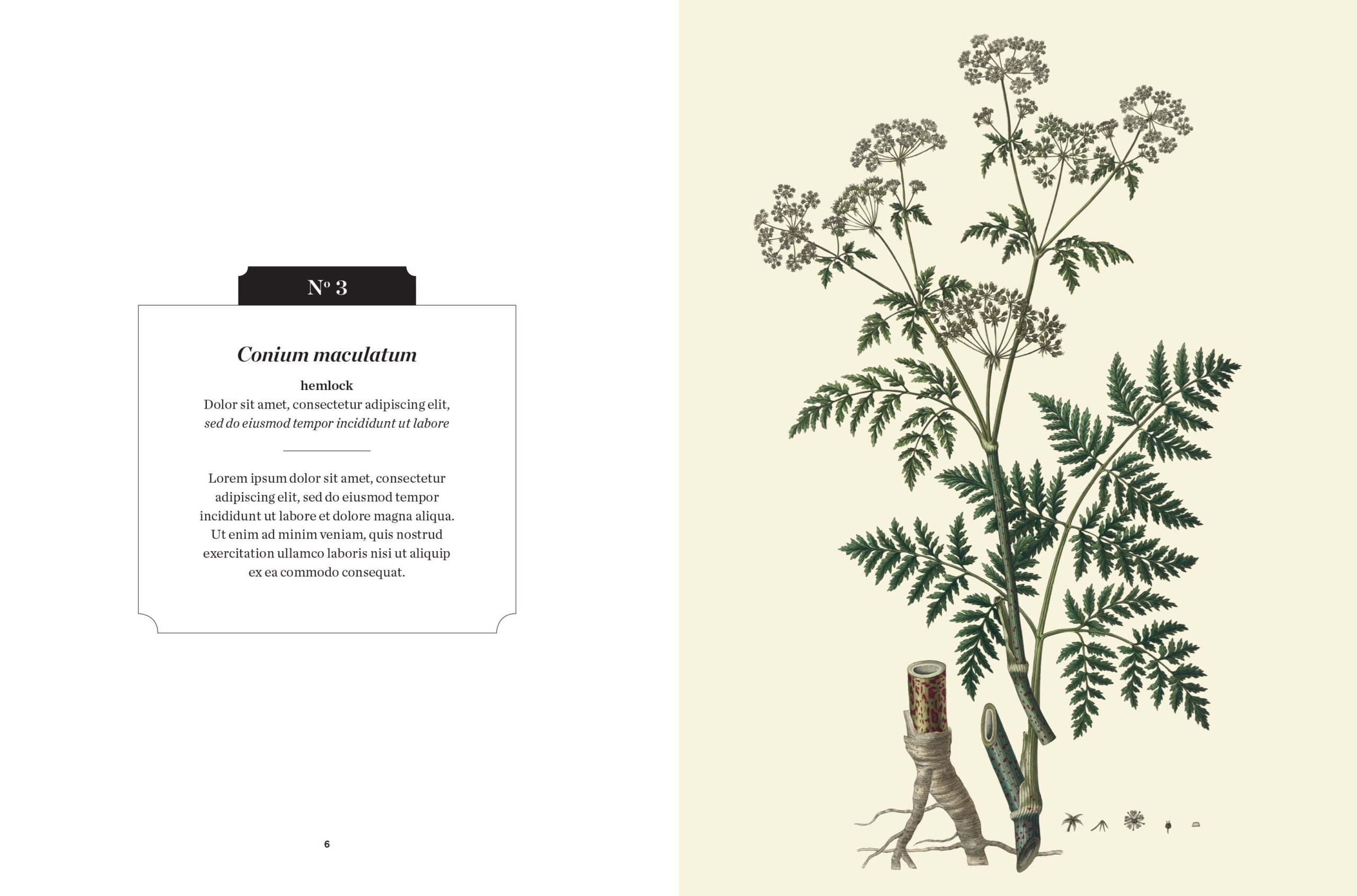 Botanical illustration of hemlock inside the Poisonous Plants Kew Pocketbook.