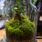 Ficus Bonsai Terrarium DIY Kit