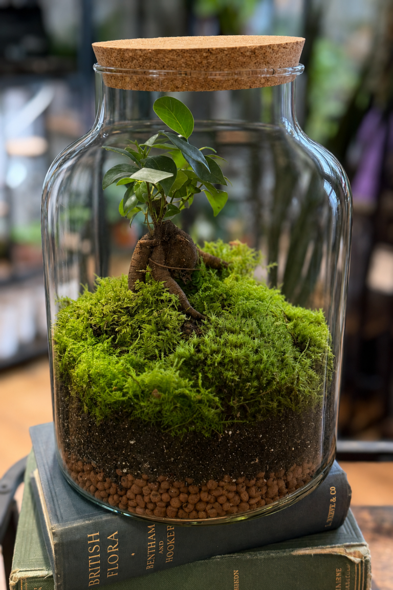 Large closed terrarium containing a ficus ginseng bonsai and Scottish moss