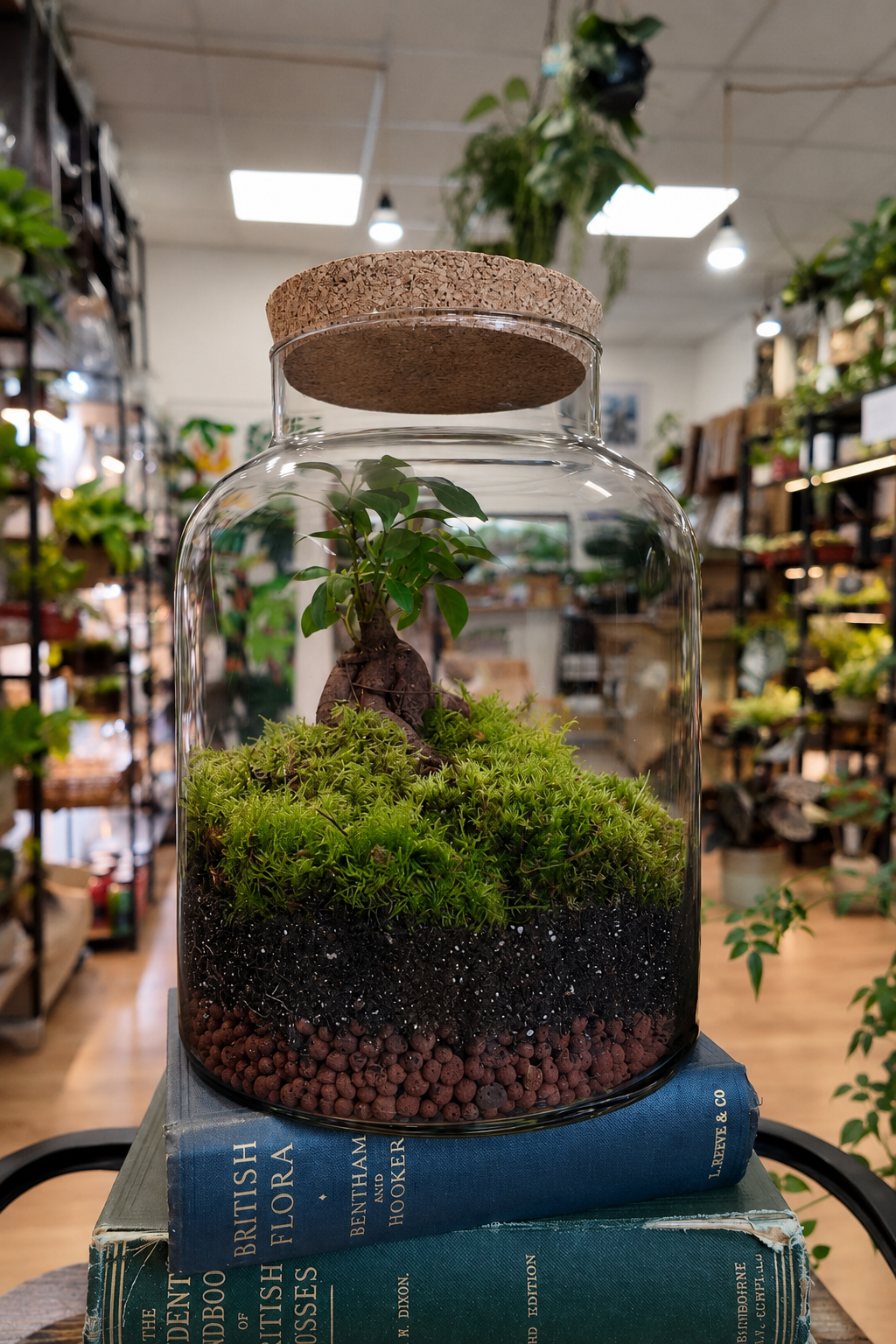 Close-up of ficus bonsai leaves and live moss inside a glass terrarium