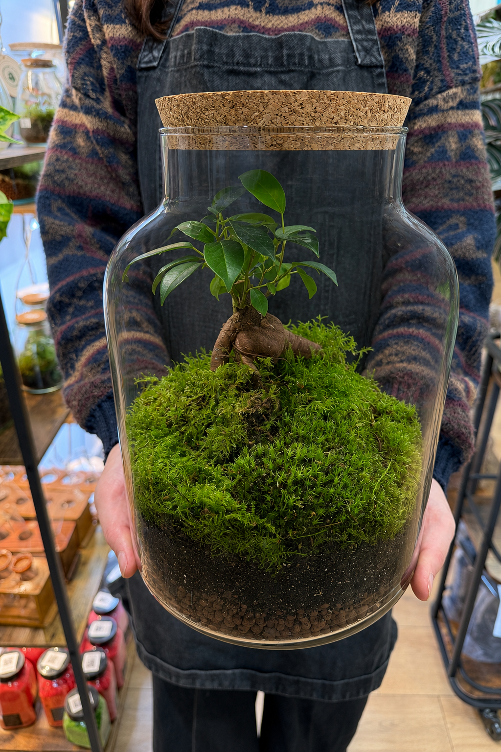 Close-up of ficus bonsai leaves and live moss inside a glass terrarium
