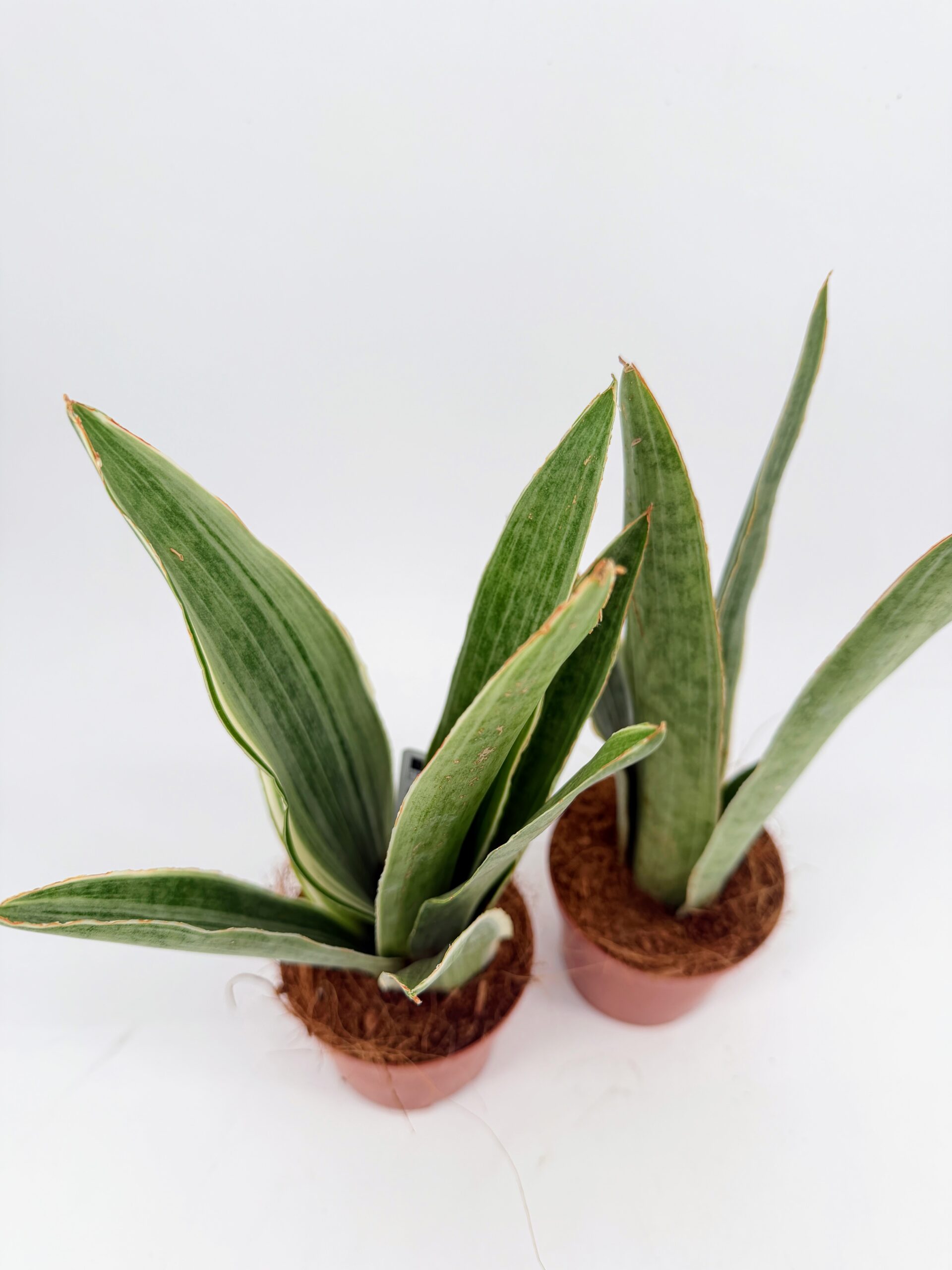 Top view of two Sansevieria Metallica plants with silver-green upright leaves