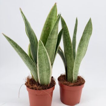 Two Sansevieria Metallica Silver Snake Plants in small nursery pots
