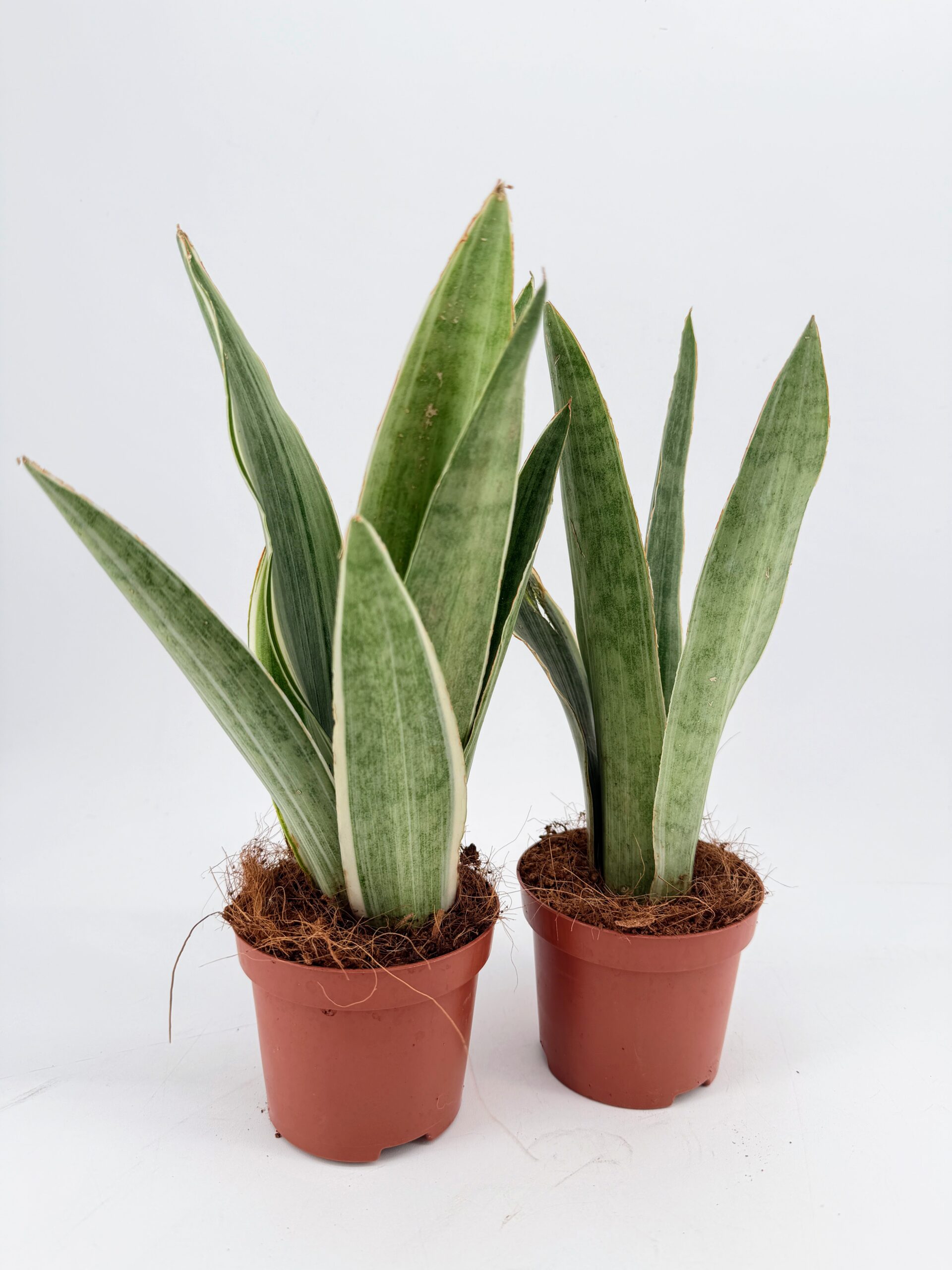 Two Sansevieria Metallica Silver Snake Plants in small nursery pots