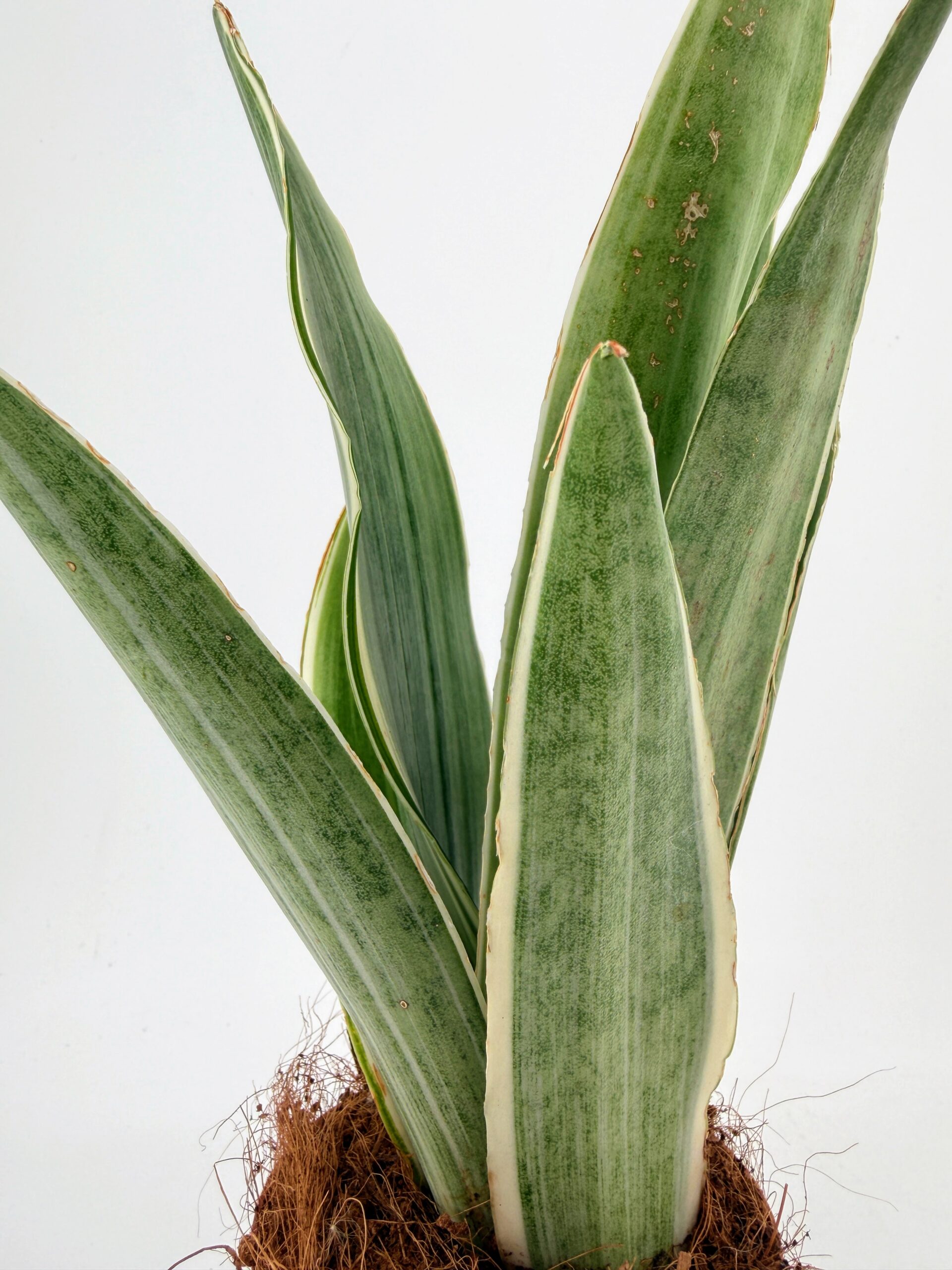 Close-up of Sansevieria Metallica silver-green leaves with cream variegated edges