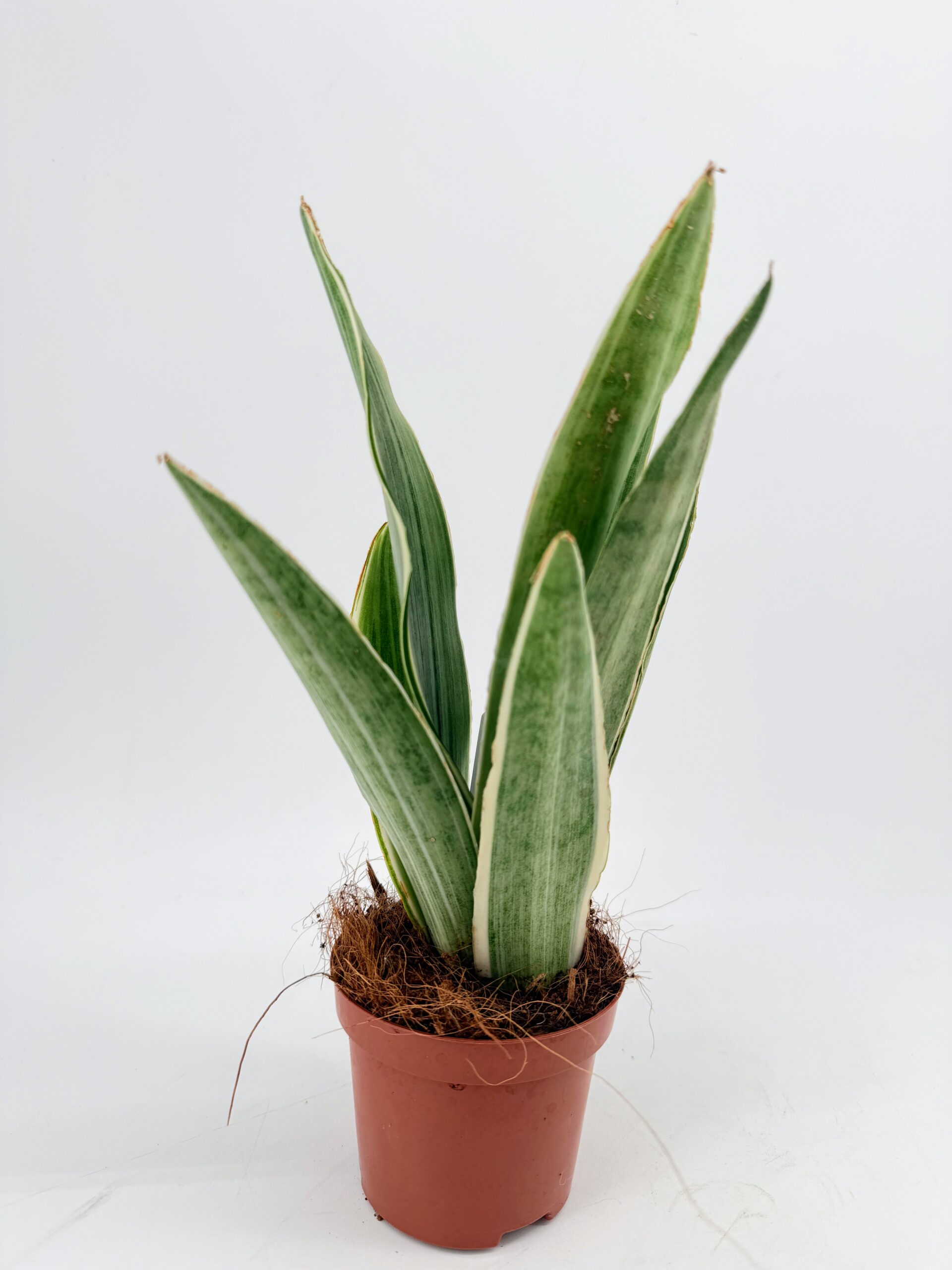 Single Sansevieria Metallica Silver Snake Plant in a nursery pot
