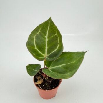 Anthurium crystallinum plant available for UK delivery