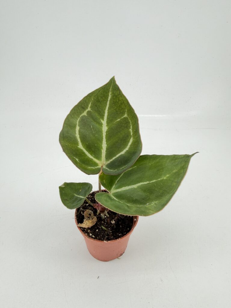 Anthurium crystallinum plant available for UK delivery