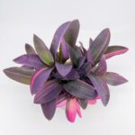 Tradescantia Purple Heart Variegata