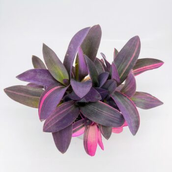 Close-up of pink cream and purple Tradescantia foliage
