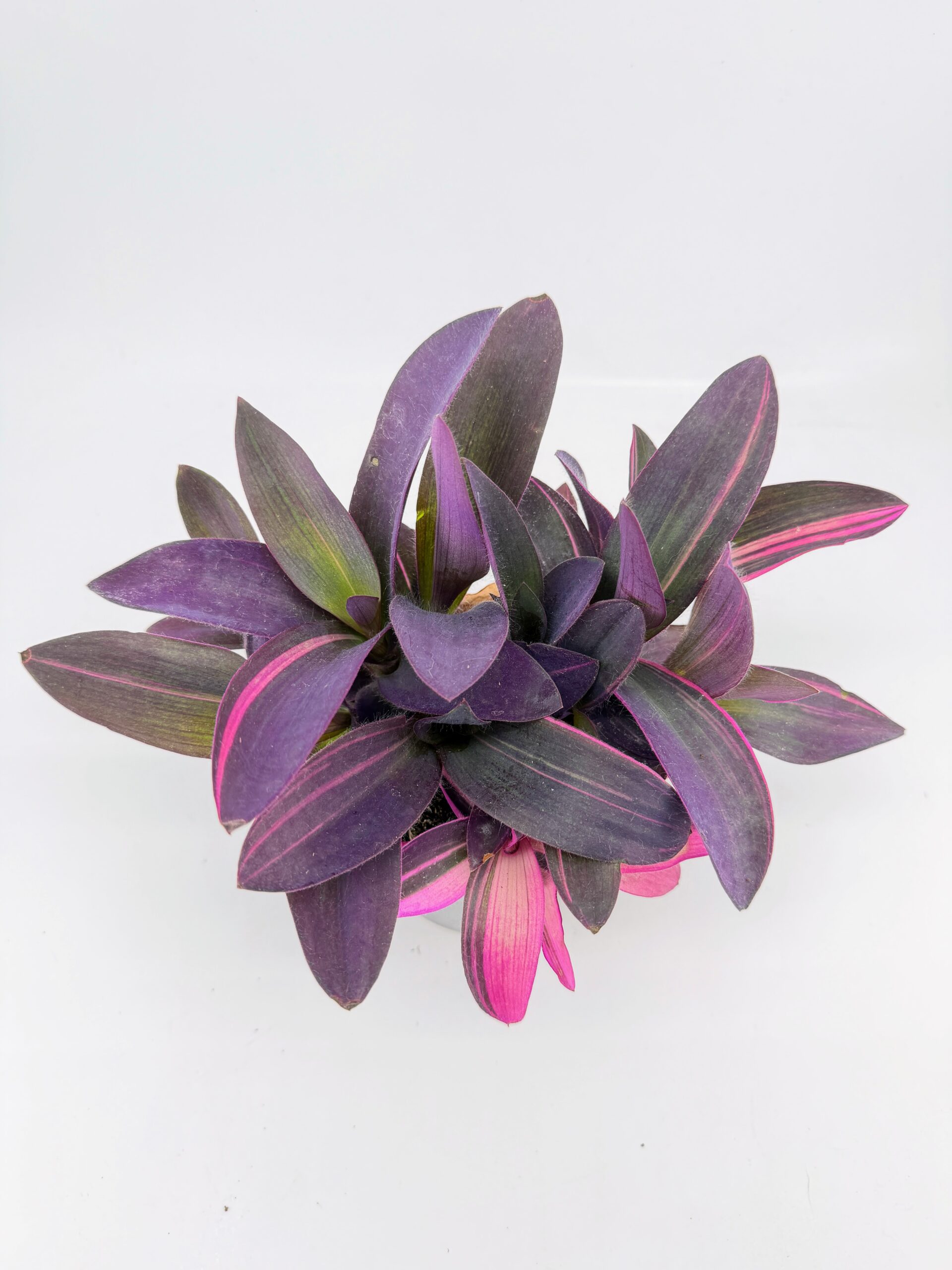 Close-up of pink cream and purple Tradescantia foliage