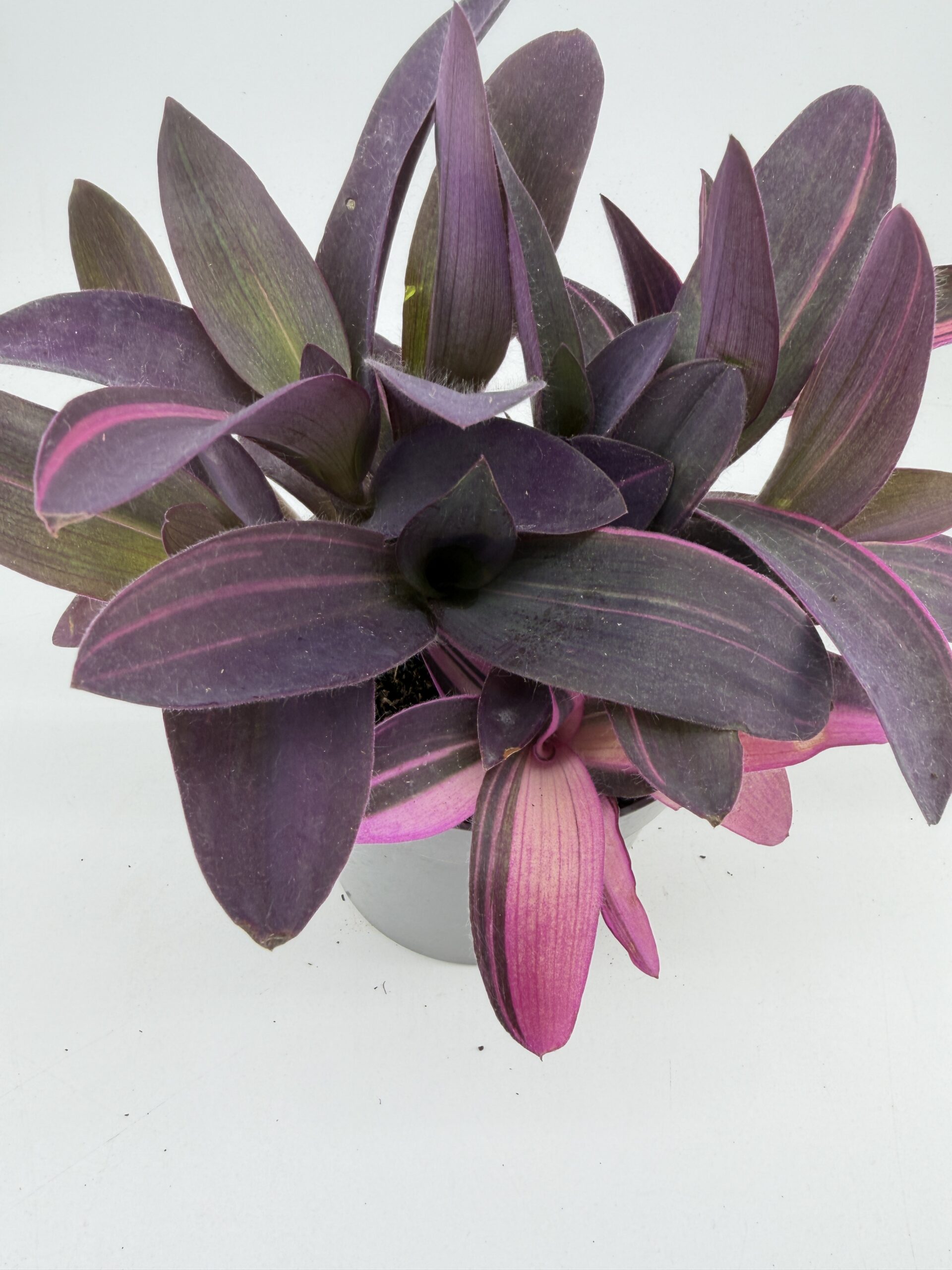 Trailing Tradescantia with purple and pink striped leaves