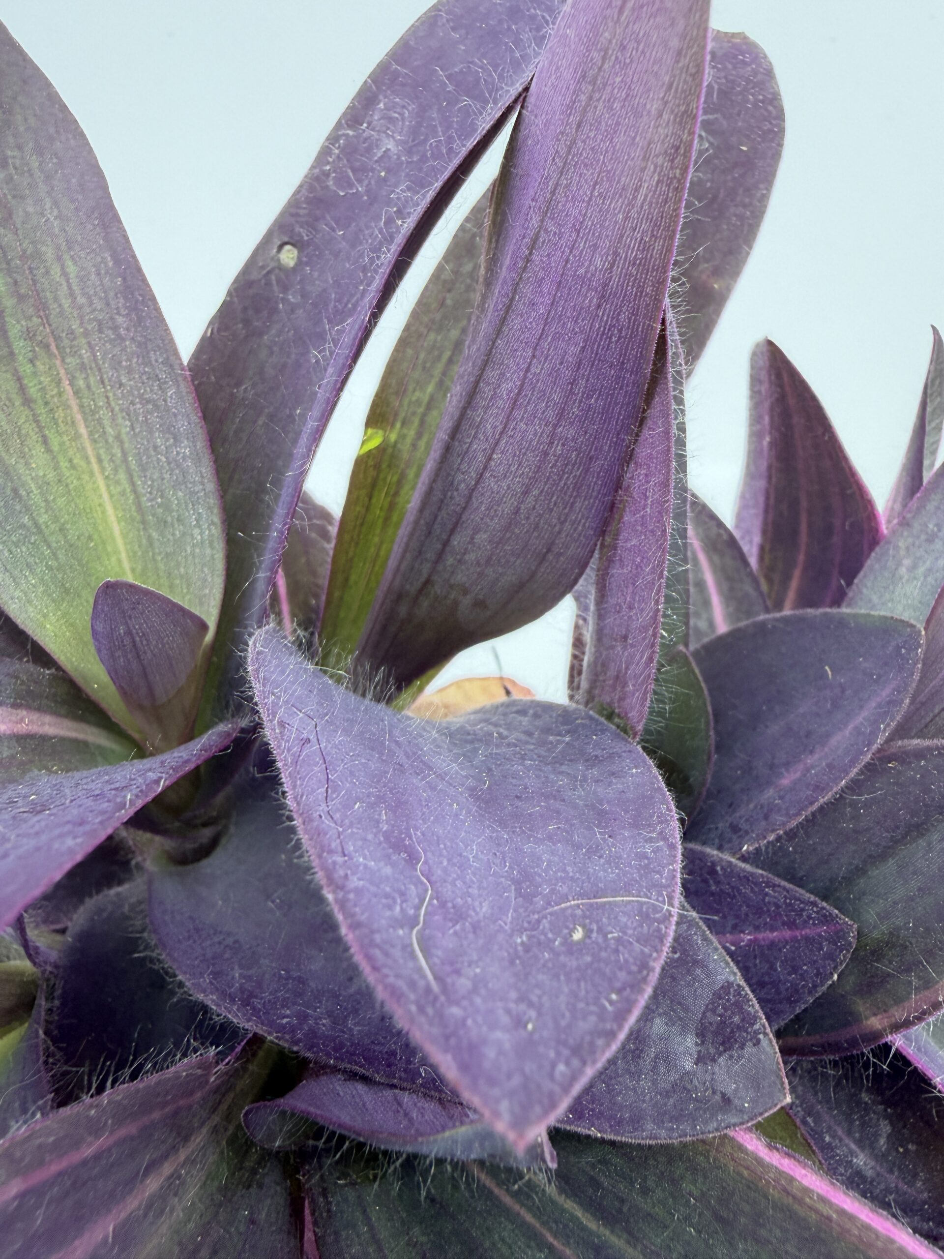 Tradescantia Purple Heart Variegata trailing houseplant